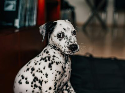 pexels-helenalopes-3763313