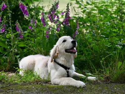 Junger Golden Retriever liegt in einem Garten