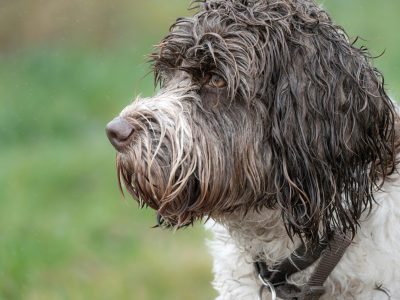 Hund im Regen