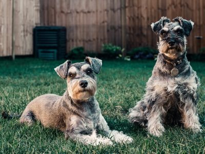 Photo by Sebastian Coman Travel: https://www.pexels.com/photo/photo-of-dogs-on-grass-3448793/