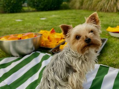 pexels-ssofieslaninova-34051744