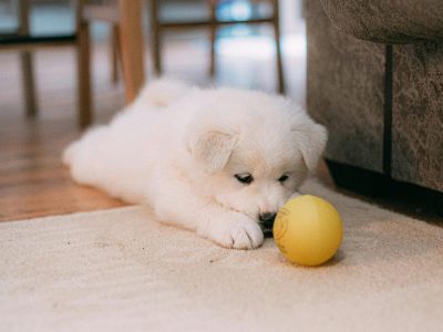 Den Hund ans Alleinsein gewöhnen beginnt idealerweise schon im Welpenalter