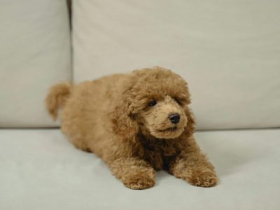 pexels-tima-miroshnichenko-5952001