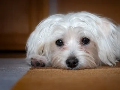 Tränenstreifen beim Hund